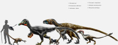 Dromaeosaurid_parade